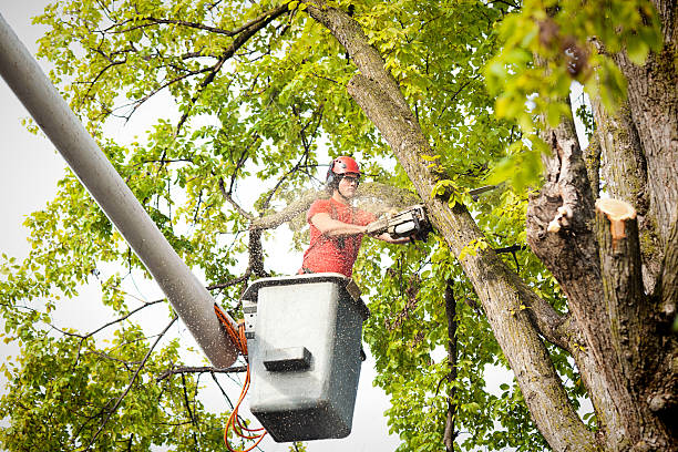 Tree Branch Trimming